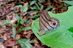 Chloreuptychia chlorimene