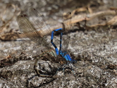 Argia elongata