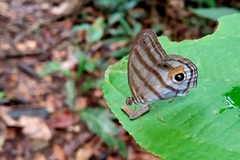 Chloreuptychia chlorimene