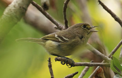 Vireo crassirostris