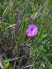 Clarkia gracilis sonomensis