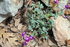 Astragalus missouriensis