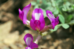Astragalus missouriensis