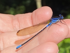 Argia terira