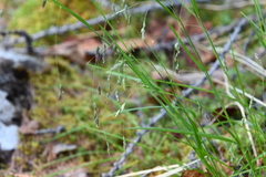 Poa paucispicula