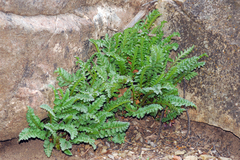 Pedicularis centranthera