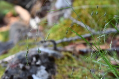 Poa paucispicula
