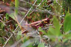 Stethophyma lineatum