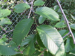 Ulmus × intermedia