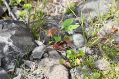 Poa paucispicula