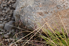 Poa paucispicula