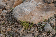 Poa paucispicula