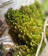 Odontoschisma sphagni