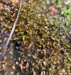 Odontoschisma sphagni