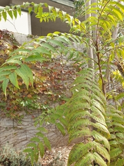 Ailanthus altissima