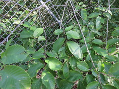 Ulmus × intermedia