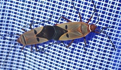 Dysdercus superstitiosus