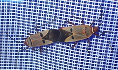 Dysdercus superstitiosus