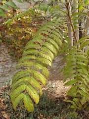 Ailanthus altissima