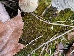 Odontoschisma sphagni