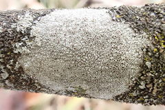 Lecanora cinereofusca
