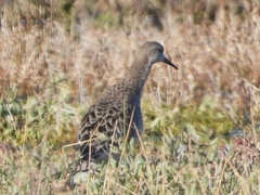 Calidris pugnax