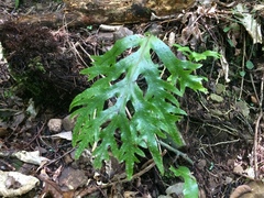 Phymatosorus diversifolius (Phymatosorus diversifolius)