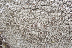 Lecanora cinereofusca
