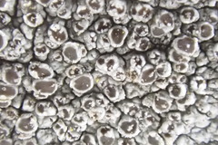 Lecanora cinereofusca