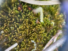 Odontoschisma sphagni