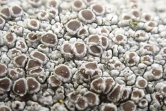 Lecanora cinereofusca