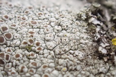 Lecanora cinereofusca