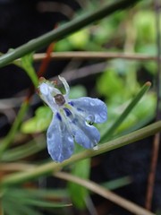 Lobelia serpens