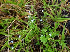 Lobelia serpens