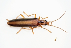 Thelyphassa lineata