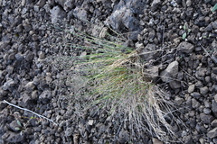 Poa tolmatchewii
