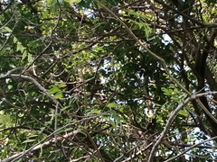 Saltator grandis