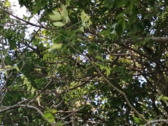 Saltator grandis