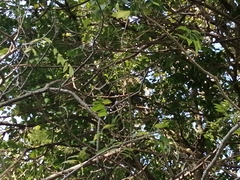 Saltator grandis