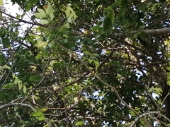 Saltator grandis