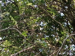 Saltator grandis