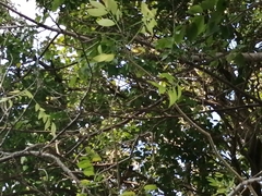 Saltator grandis