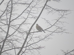 Turdus pilaris