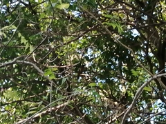 Saltator grandis