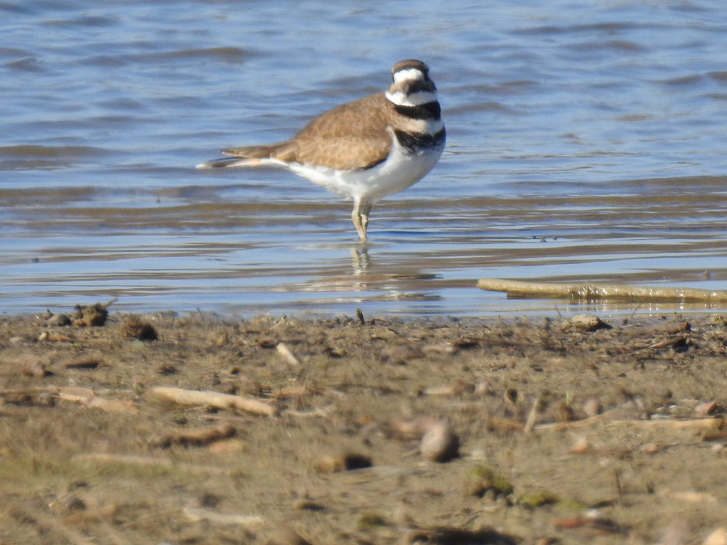 Killdeer from The Colony, TX, USA on December 21, 2021 at 1222 PM by
