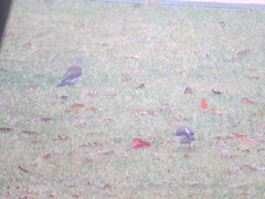 Turdus pilaris