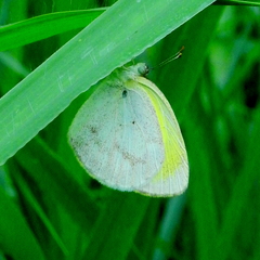 Eurema elathea flavescens