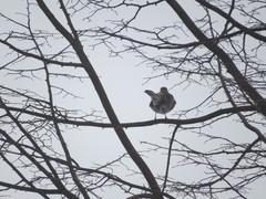 Turdus pilaris