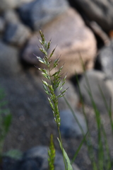 Trisetum agrostideum