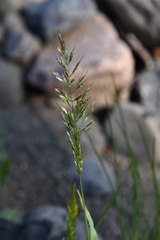 Trisetum agrostideum